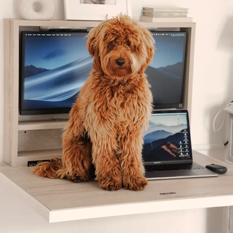 a large fluffy brown dog sitting on a fold out desk with a screen and MacBook pro in a bright light brown coloured bedroom.